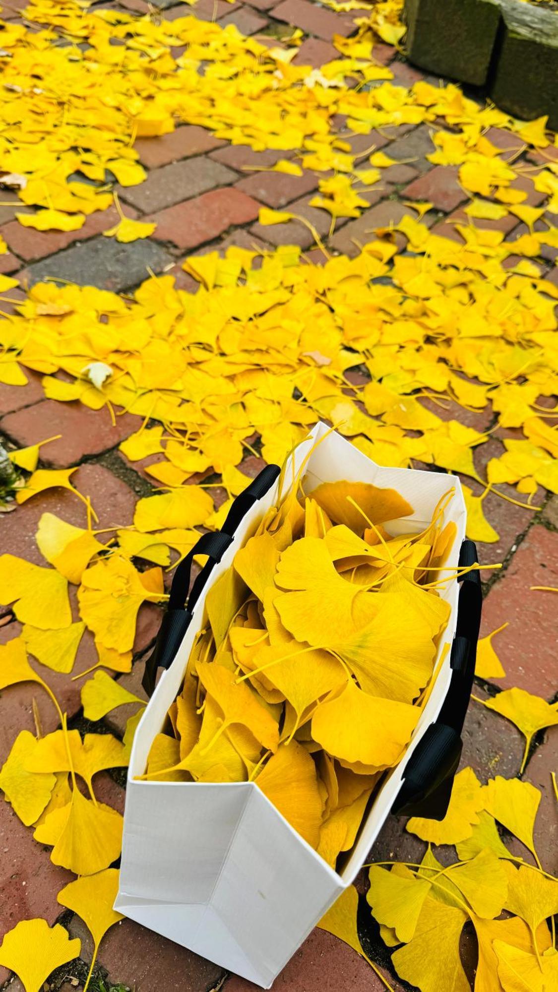 Ginkgo House On Harvard Cambridge Esterno foto
